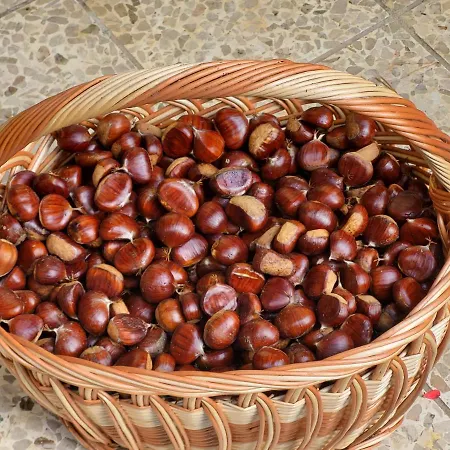 Brunarica Karin בקתה מריבור